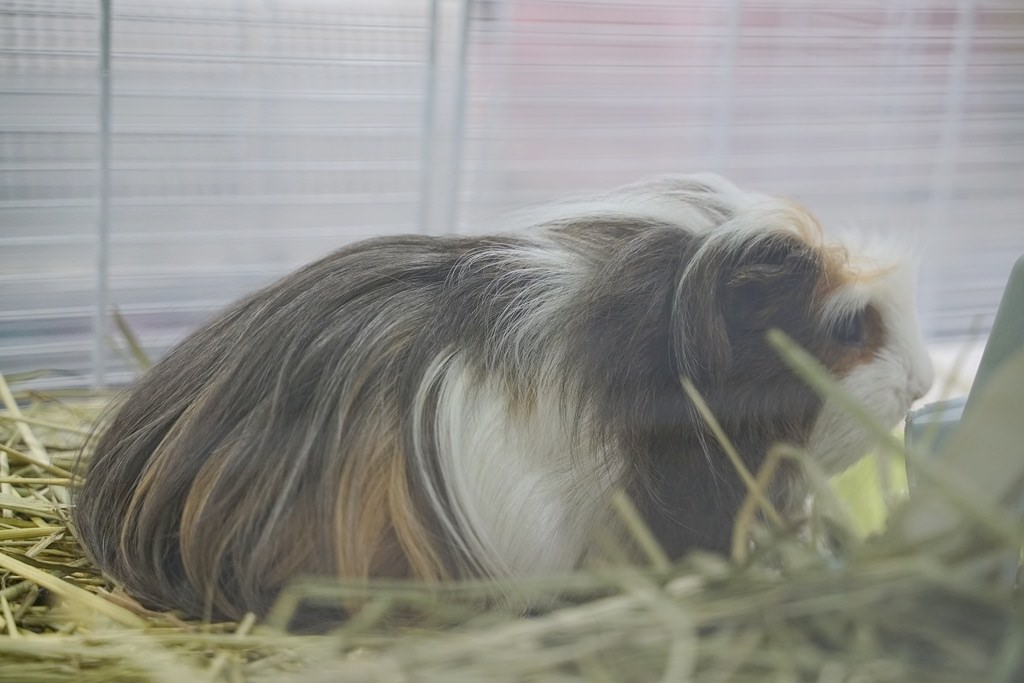 【台北倉鼠認養推薦】台灣第一個鼠類動物保護團體 認養鼠鼠流程介紹 社團法人台灣愛鼠協會