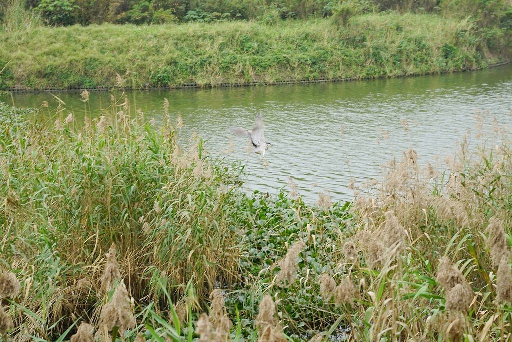 【桃園賞鳥景點推薦】豐富鳥類生態 校外教學好選擇 富竹賞鳥埤塘(第2-18號池賞鳥埤塘)