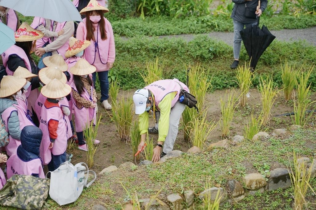 【桃園親子行程景點推薦】都市農夫稻穗收割體驗營 專業生態導覽 大有梯田生態公園