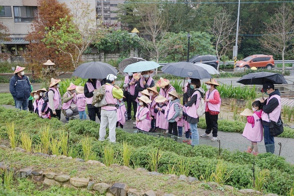 【桃園親子行程景點推薦】都市農夫稻穗收割體驗營 專業生態導覽 大有梯田生態公園