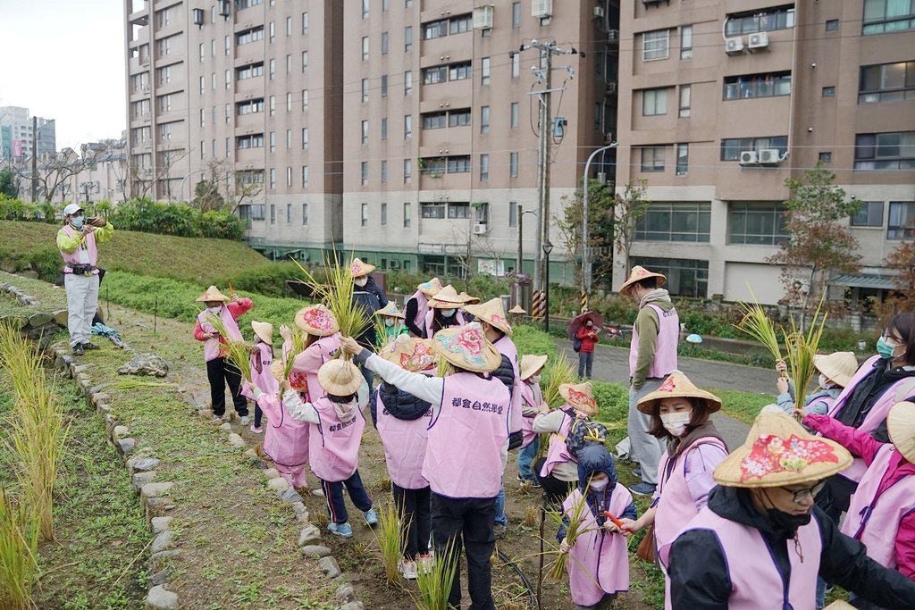 【桃園親子行程景點推薦】都市農夫稻穗收割體驗營 專業生態導覽 大有梯田生態公園