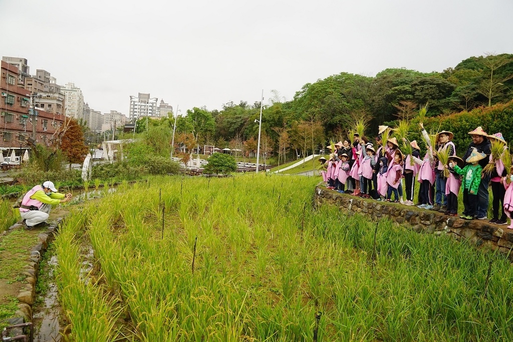 【桃園親子行程景點推薦】都市農夫稻穗收割體驗營 專業生態導覽 大有梯田生態公園