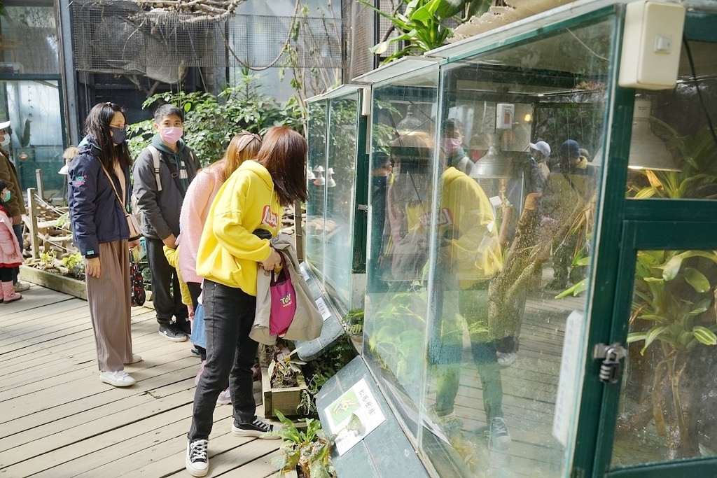 【新竹親子景點推薦】亞洲最大亞熱帶雨林生態園區 超可愛羊駝散步/鵜鶘餵食秀 綠世界生態農場