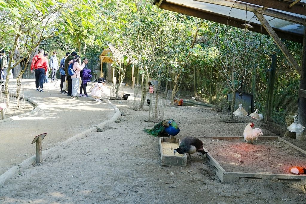 【新竹親子景點推薦】亞洲最大亞熱帶雨林生態園區 超可愛羊駝散步/鵜鶘餵食秀 綠世界生態農場