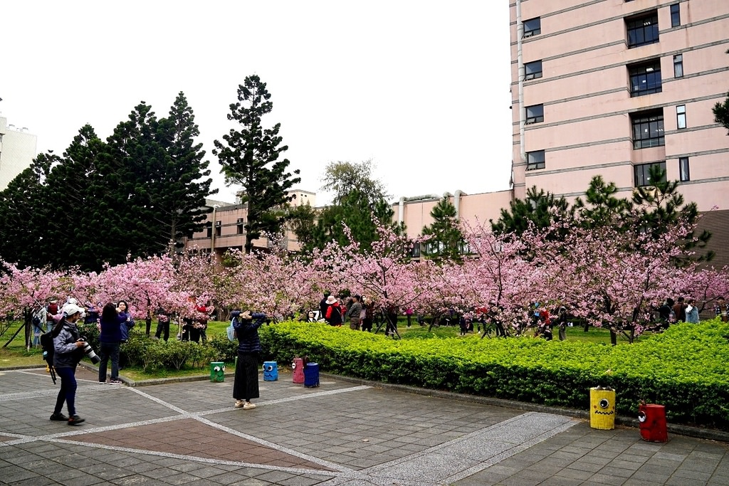 【桃園賞櫻景點推薦】河津櫻美麗綻放 粉紅花海美不勝收 中央大學友好之櫻