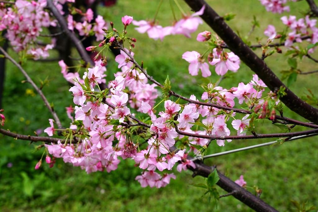 【桃園賞櫻景點推薦】河津櫻美麗綻放 粉紅花海美不勝收 中央大學友好之櫻