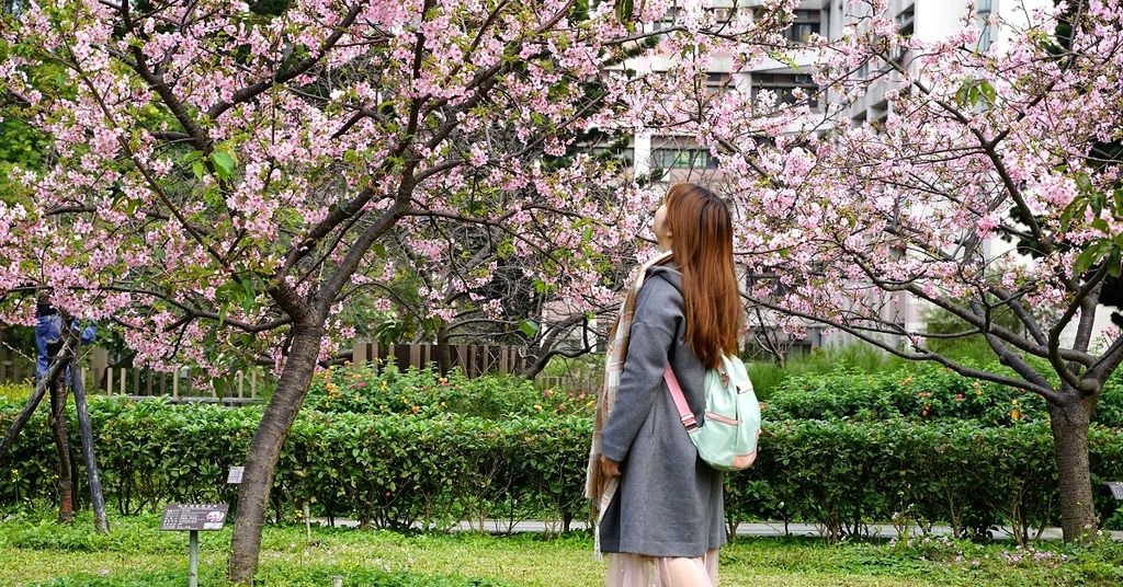 【桃園賞櫻景點推薦】河津櫻美麗綻放 粉紅花海美不勝收 中央大學友好之櫻