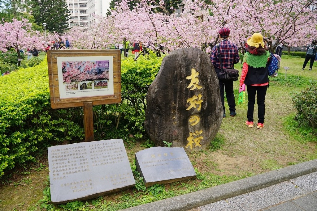 【桃園賞櫻景點推薦】河津櫻美麗綻放 粉紅花海美不勝收 中央大學友好之櫻