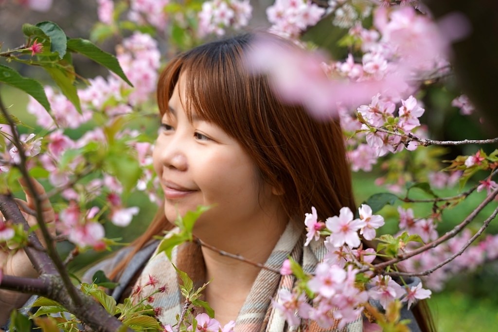 【桃園賞櫻景點推薦】河津櫻美麗綻放 粉紅花海美不勝收 中央大學友好之櫻