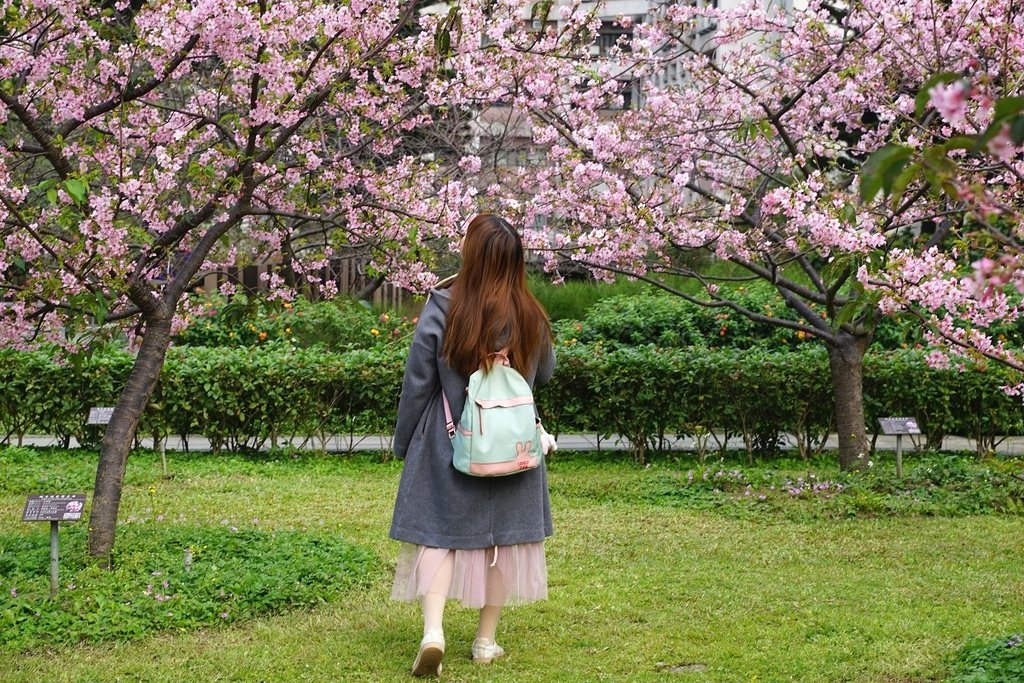 【桃園賞櫻景點推薦】河津櫻美麗綻放 粉紅花海美不勝收 中央大學友好之櫻