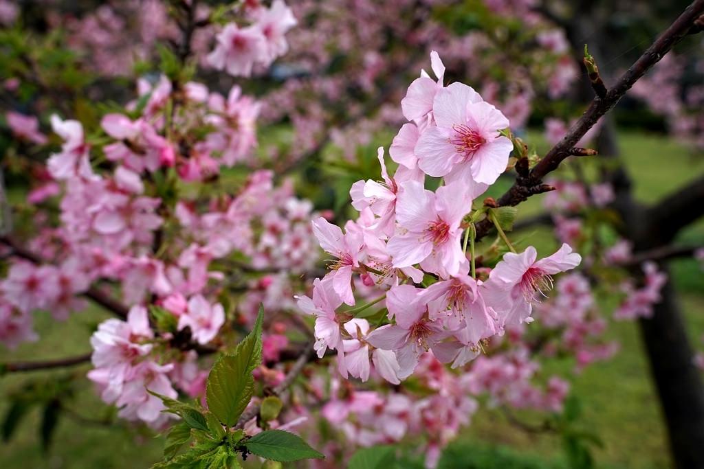 【桃園賞櫻景點推薦】河津櫻美麗綻放 粉紅花海美不勝收 中央大學友好之櫻