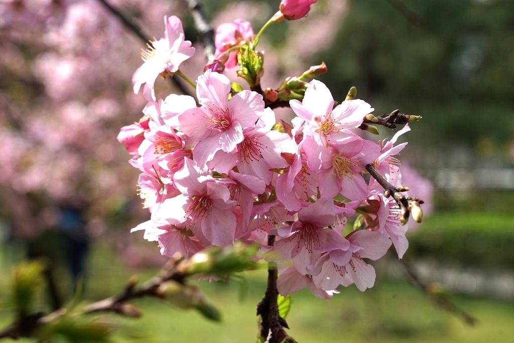 【桃園賞櫻景點推薦】河津櫻美麗綻放 粉紅花海美不勝收 中央大學友好之櫻