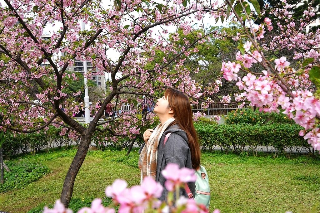 【桃園賞櫻景點推薦】河津櫻美麗綻放 粉紅花海美不勝收 中央大學友好之櫻