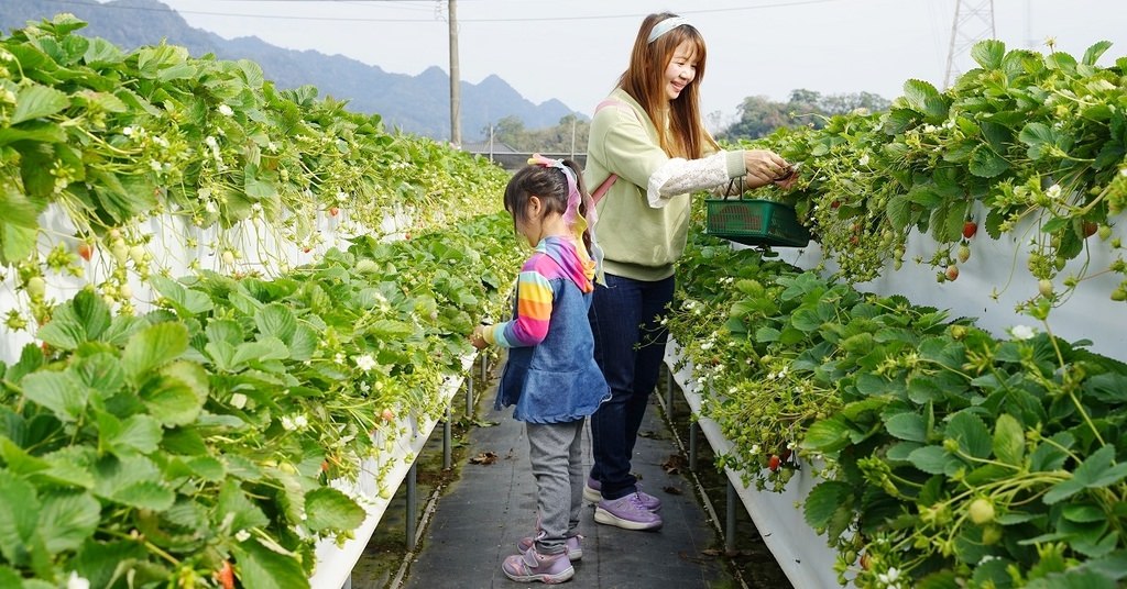 【苗栗大湖草莓園推薦】不收門票錢草莓免費試吃