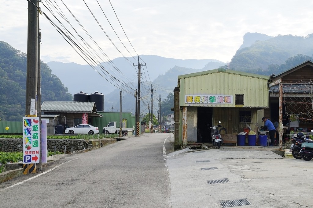 【苗栗大湖草莓園推薦】不收門票錢草莓免費試吃 益菌栽培天天破盤價 舞夜天高架草莓園