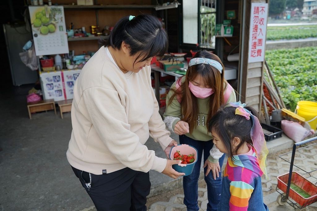 【苗栗大湖草莓園推薦】不收門票錢草莓免費試吃 益菌栽培天天破盤價 舞夜天高架草莓園