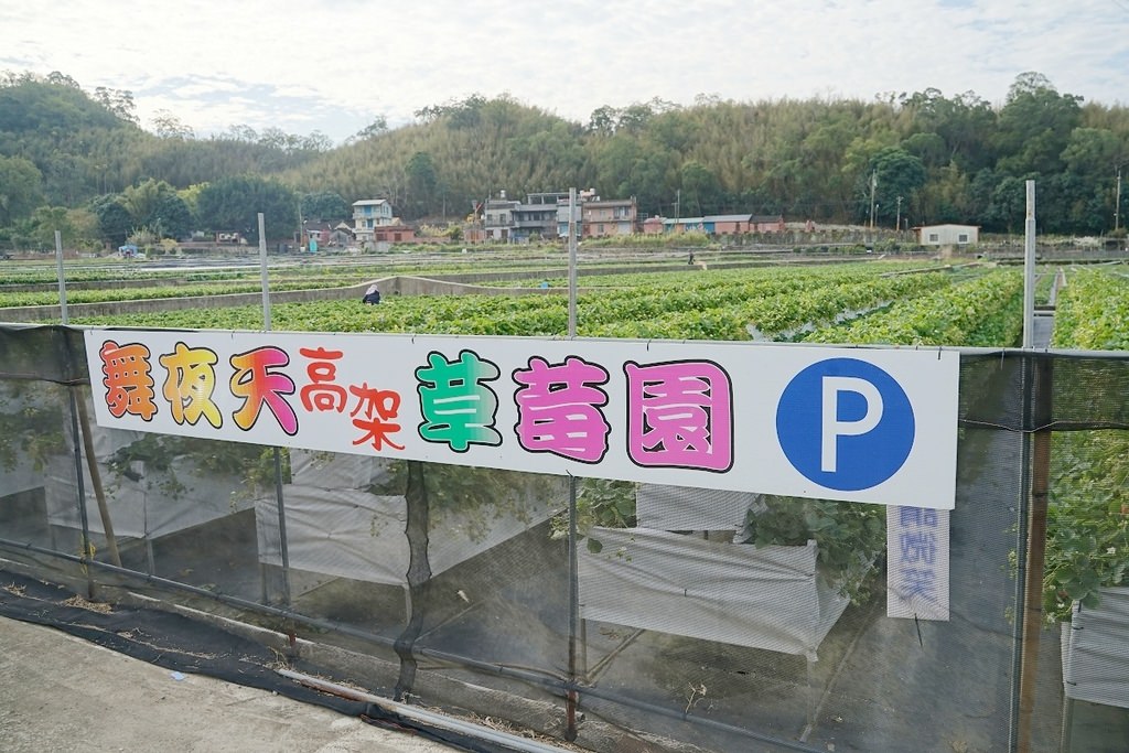 【苗栗大湖草莓園推薦】不收門票錢草莓免費試吃 益菌栽培天天破盤價 舞夜天高架草莓園