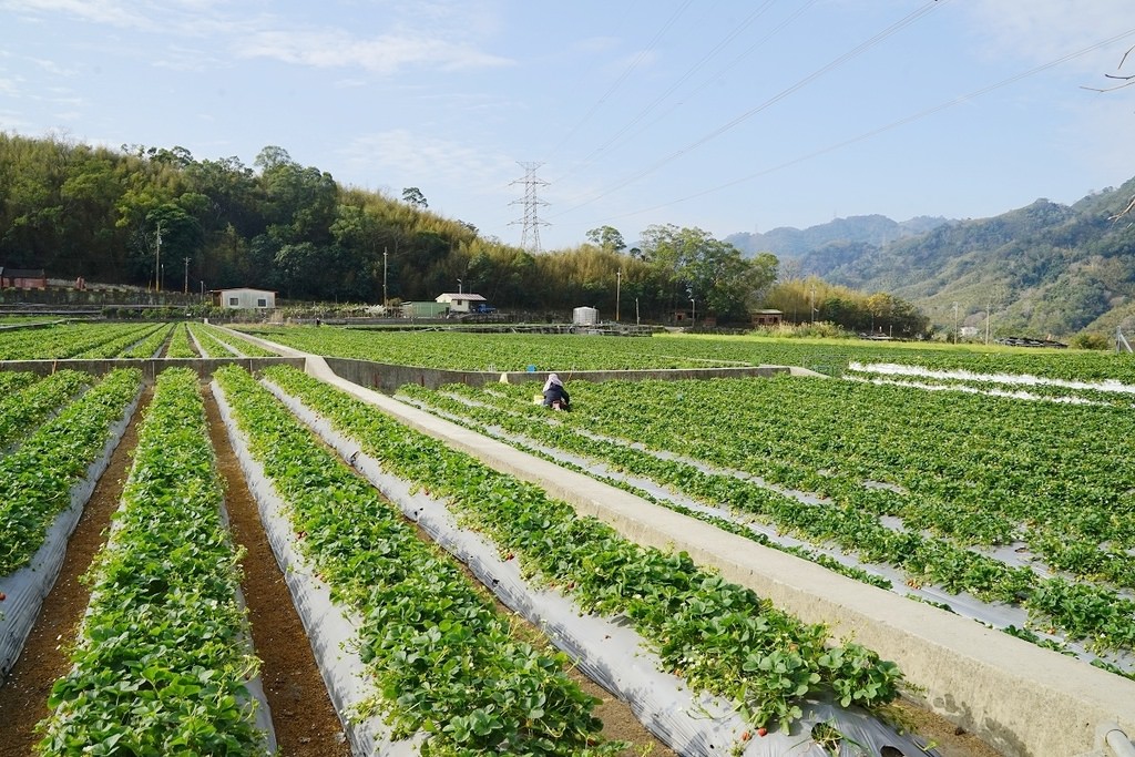 【苗栗大湖草莓園推薦】不收門票錢草莓免費試吃 益菌栽培天天破盤價 舞夜天高架草莓園