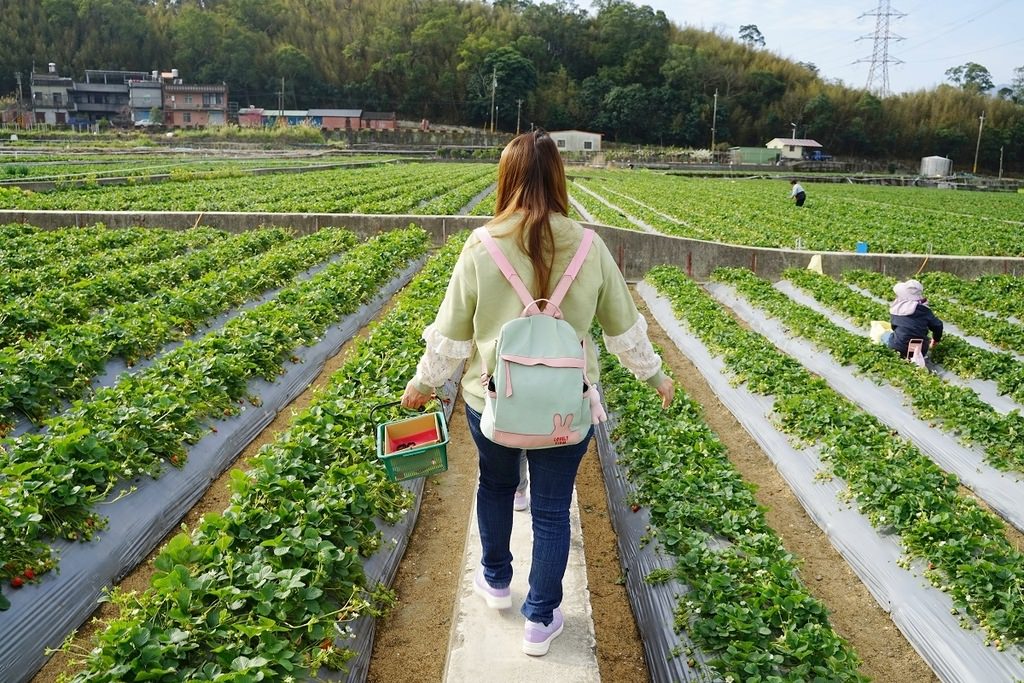 【苗栗大湖草莓園推薦】不收門票錢草莓免費試吃 益菌栽培天天破盤價 舞夜天高架草莓園