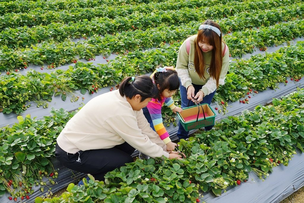 【苗栗大湖草莓園推薦】不收門票錢草莓免費試吃 益菌栽培天天破盤價 舞夜天高架草莓園