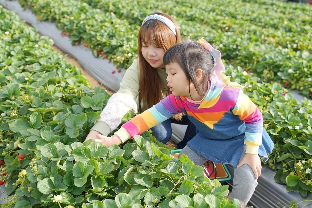 【苗栗大湖草莓園推薦】不收門票錢草莓免費試吃 益菌栽培天天破盤價 舞夜天高架草莓園