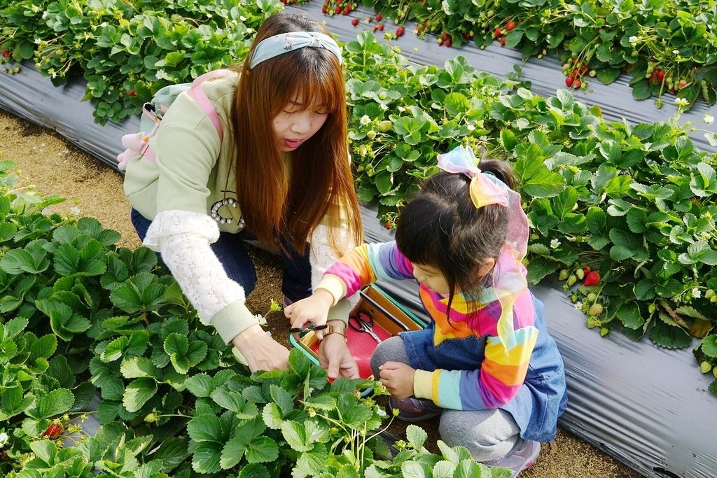 【苗栗大湖草莓園推薦】不收門票錢草莓免費試吃 益菌栽培天天破盤價 舞夜天高架草莓園