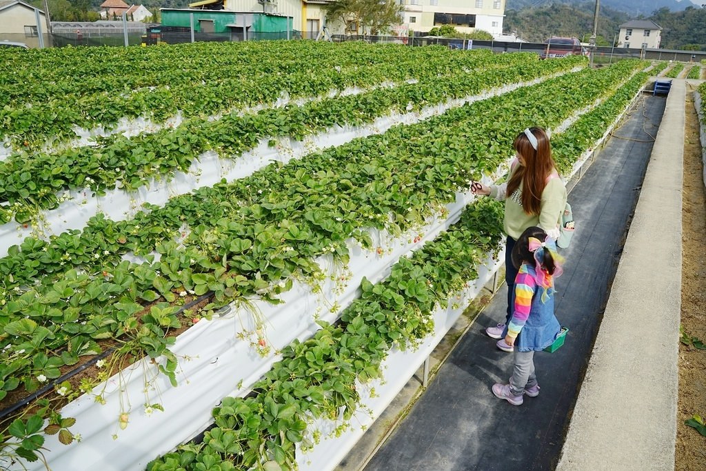 【苗栗大湖草莓園推薦】不收門票錢草莓免費試吃 益菌栽培天天破盤價 舞夜天高架草莓園