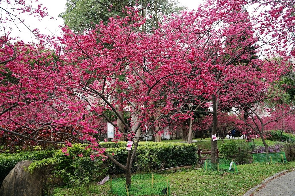 【中壢櫻花賞花景點推薦】超美八重櫻盛開中 櫻花林隧道拍照好去處 莒光公園