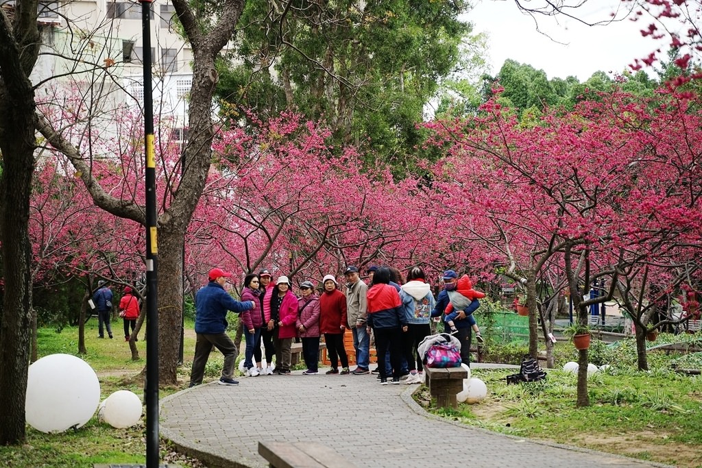 【中壢櫻花賞花景點推薦】超美八重櫻盛開中 櫻花林隧道拍照好去處 莒光公園