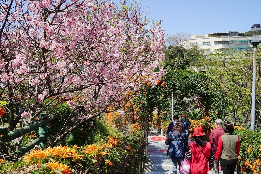 【鶯歌免費景點推薦】新北最強炮仗花隧道 三層樓旋轉溜滑梯 鶯歌永吉公園 鶯歌永吉公園