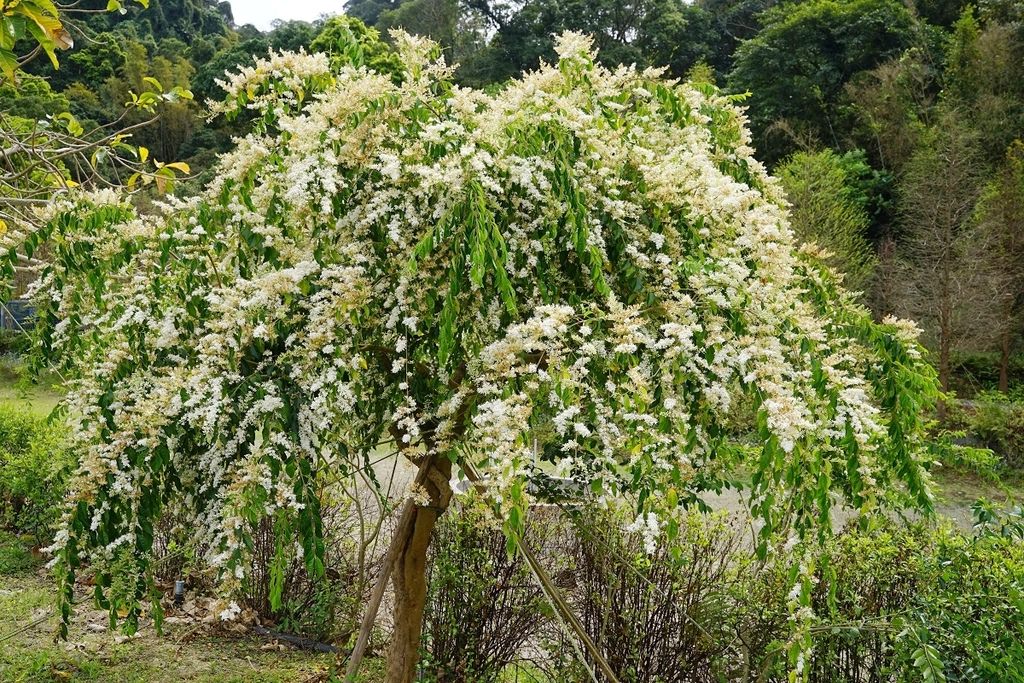 【新北三峽無菜單料理餐廳推薦】四季花園聚餐包廂好選擇 大漢溪景觀餐廳30年主廚好味道 鳶山紅樓