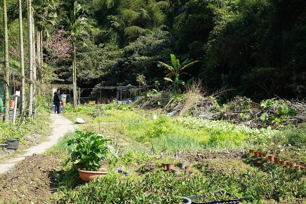 【基隆親子行程推薦】拔蘿蔔體驗+小盆栽/山藥麻糬湯圓DIY 基隆山海農村餐 綠竹園山薯農場