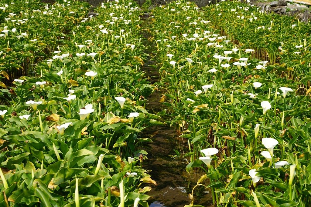 【2023竹子湖海芋季開跑】竹子湖地區農園地景藝術展示 台北市春遊熱門景點 竹子湖鐘聲幸福觀景台