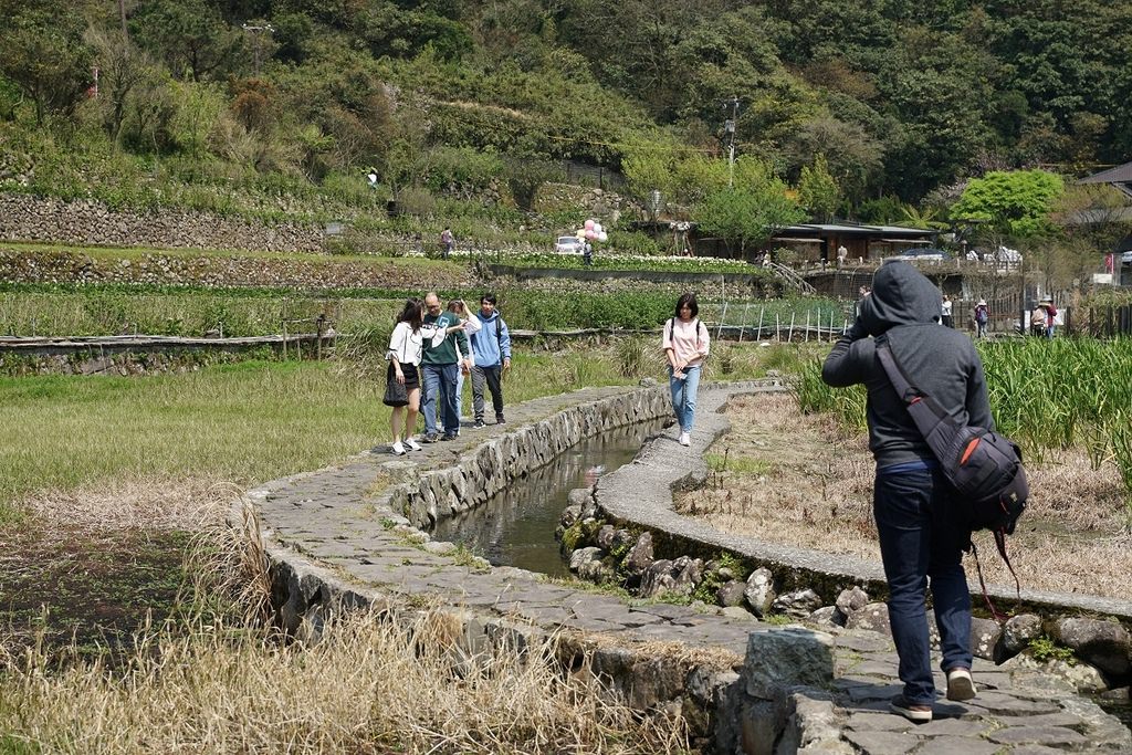 【2023竹子湖海芋季開跑】竹子湖地區農園地景藝術展示 台北市春遊熱門景點 竹子湖鐘聲幸福觀景台