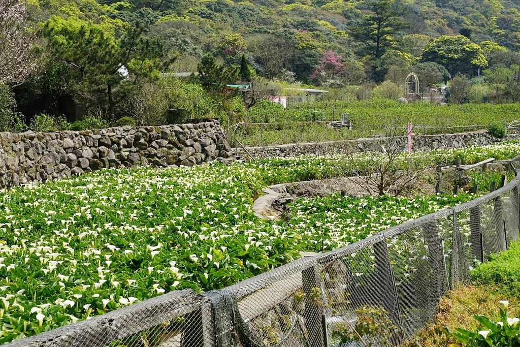 【2023竹子湖海芋季開跑】竹子湖地區農園地景藝術展示 台北市春遊熱門景點 竹子湖鐘聲幸福觀景台