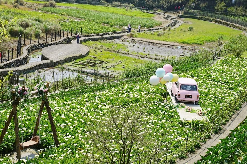 【2023竹子湖海芋季開跑】竹子湖地區農園地景藝術展示 台北市春遊熱門景點 竹子湖鐘聲幸福觀景台