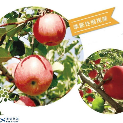 【星浩旅行社】日本賞楓主題行程推薦 奧入瀨溪賞楓之旅 溫泉/料理/絕景/酒水暢飲 全程無自理餐 - 第11張圖 【星浩旅行社】日本賞楓主題行程推薦 奧入瀨溪賞楓之旅 溫泉/料理/絕景/酒水暢飲 全程無自理餐