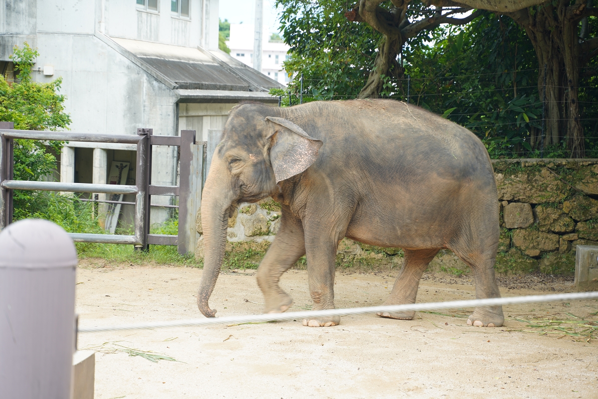 【沖繩兒童王國】沖繩親子景點首選 動物園/遊樂園/博物館三大主題 沖繩唯一兒童博物館 - 第29張圖