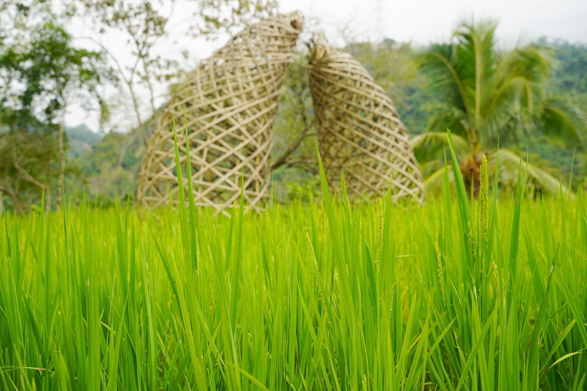 【鹿谷鄉秀峰村坪仔頂水梯田】國際竹藝風華秀峰社區 共融環境教育解說場域 2025建築園冶獎 - 第5張圖