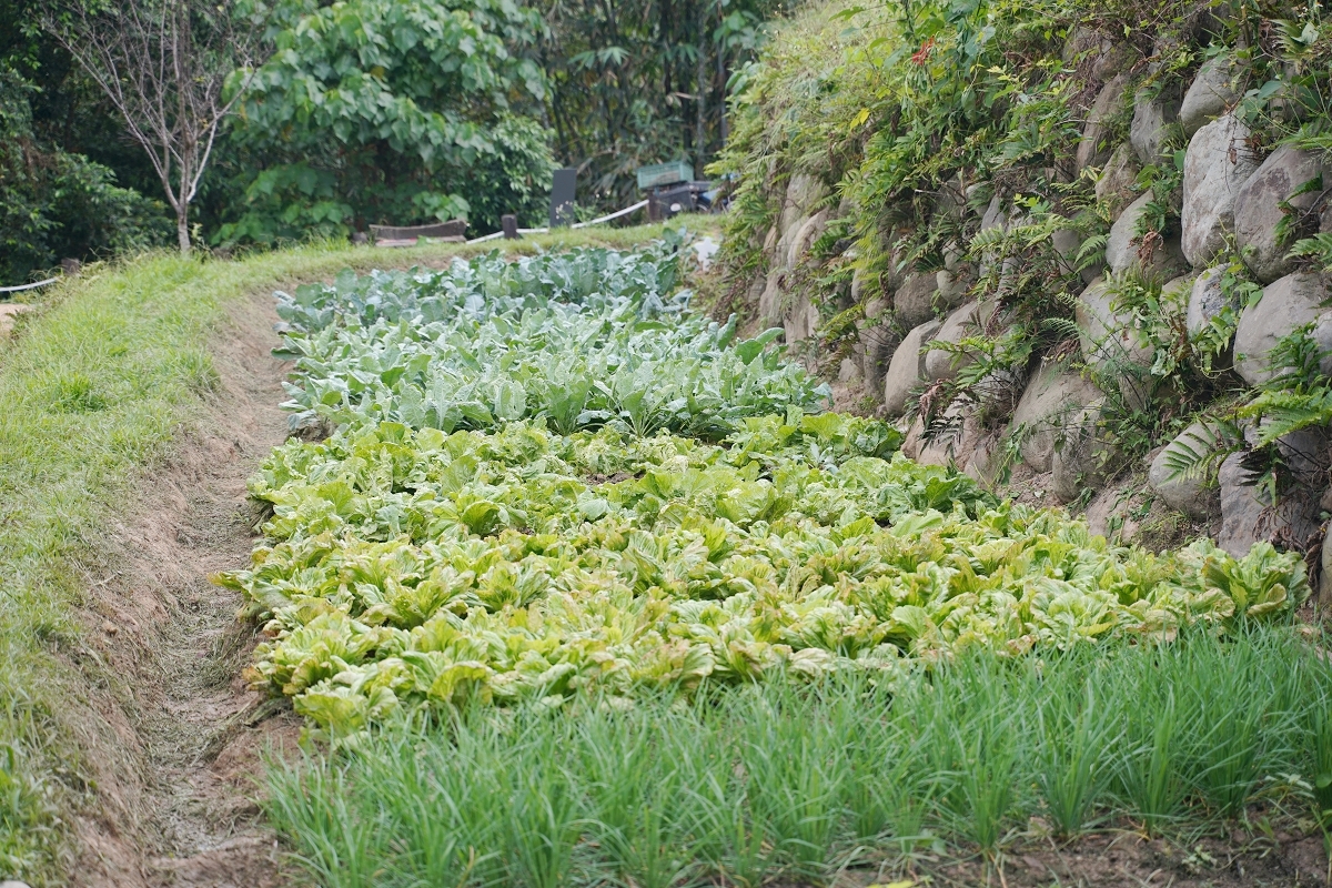 【鹿谷鄉秀峰村坪仔頂水梯田】國際竹藝風華秀峰社區 共融環境教育解說場域 2025建築園冶獎 - 第8張圖