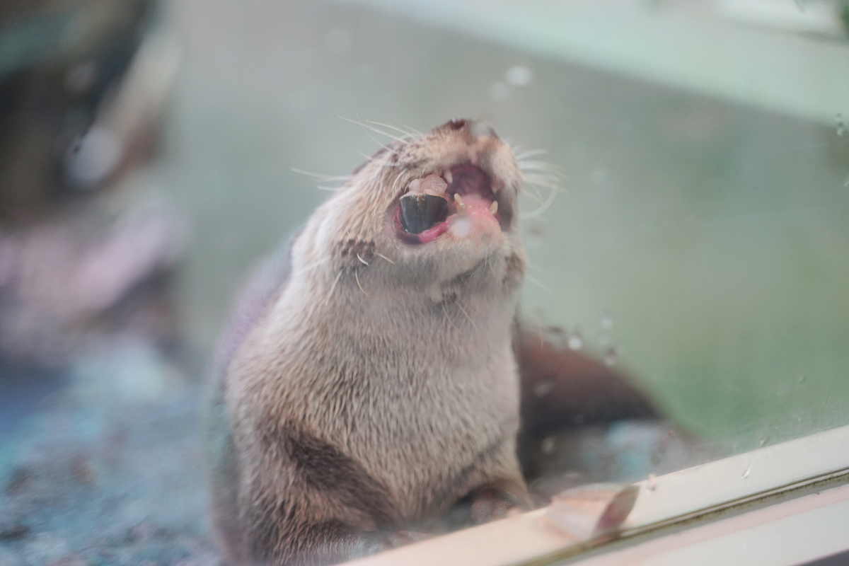 【箱根園水族館】箱根室內景點推薦 日本海拔最高水族館 亞洲小爪水獺握手/貝加爾海豹/可愛企鵝 - 第10張圖 【箱根園水族館】箱根室內景點推薦 日本海拔最高水族館 亞洲小爪水獺握手/貝加爾海豹/可愛企鵝