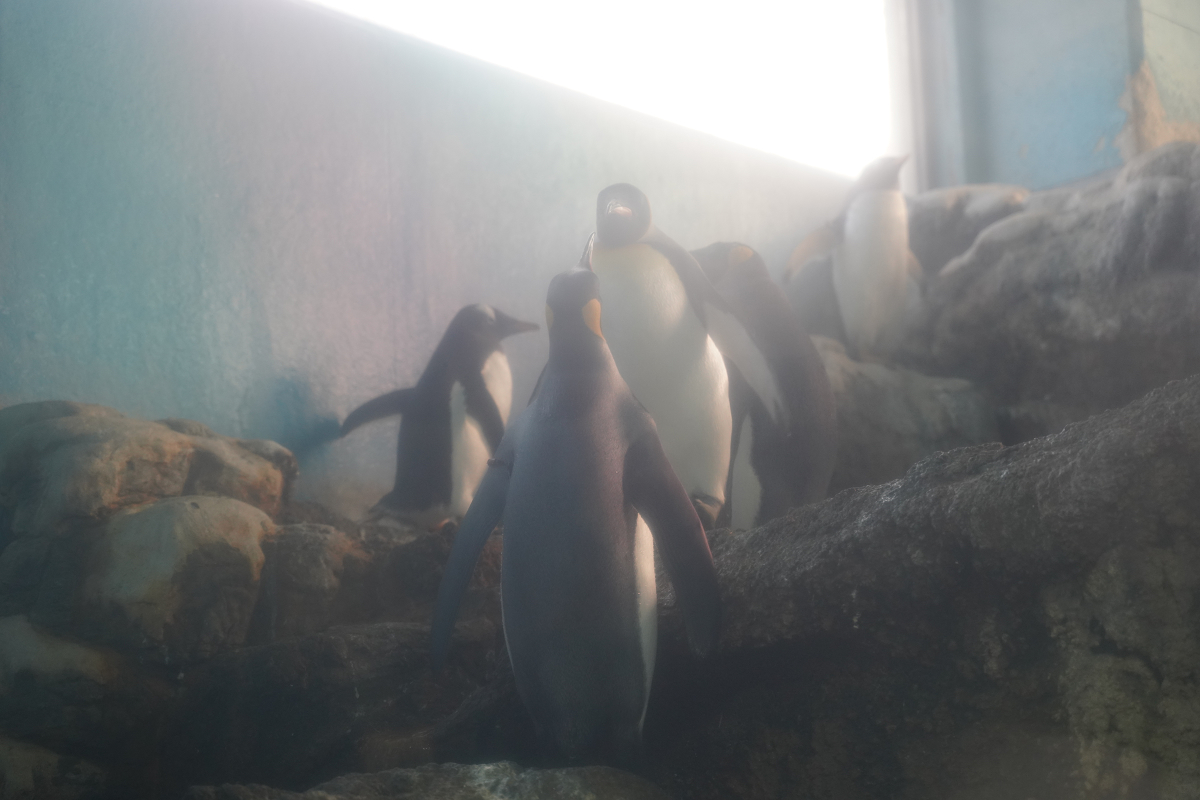 【箱根園水族館】箱根室內景點推薦 日本海拔最高水族館 亞洲小爪水獺握手/貝加爾海豹/可愛企鵝 - 第13張圖 【箱根園水族館】箱根室內景點推薦 日本海拔最高水族館 亞洲小爪水獺握手/貝加爾海豹/可愛企鵝