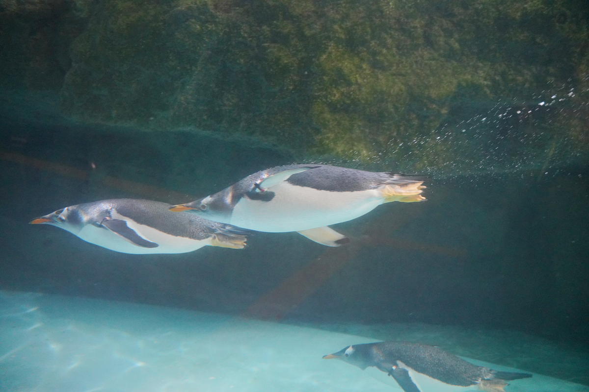 【箱根園水族館】箱根室內景點推薦 日本海拔最高水族館 亞洲小爪水獺握手/貝加爾海豹/可愛企鵝 - 第14張圖 【箱根園水族館】箱根室內景點推薦 日本海拔最高水族館 亞洲小爪水獺握手/貝加爾海豹/可愛企鵝