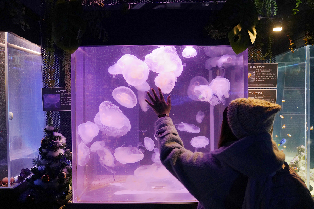 【箱根園水族館】箱根室內景點推薦 日本海拔最高水族館 亞洲小爪水獺握手/貝加爾海豹/可愛企鵝 - 第16張圖 【箱根園水族館】箱根室內景點推薦 日本海拔最高水族館 亞洲小爪水獺握手/貝加爾海豹/可愛企鵝