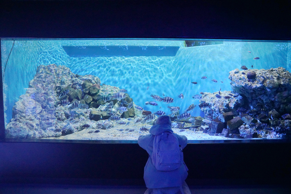 【箱根園水族館】箱根室內景點推薦 日本海拔最高水族館 亞洲小爪水獺握手/貝加爾海豹/可愛企鵝 - 第17張圖 【箱根園水族館】箱根室內景點推薦 日本海拔最高水族館 亞洲小爪水獺握手/貝加爾海豹/可愛企鵝