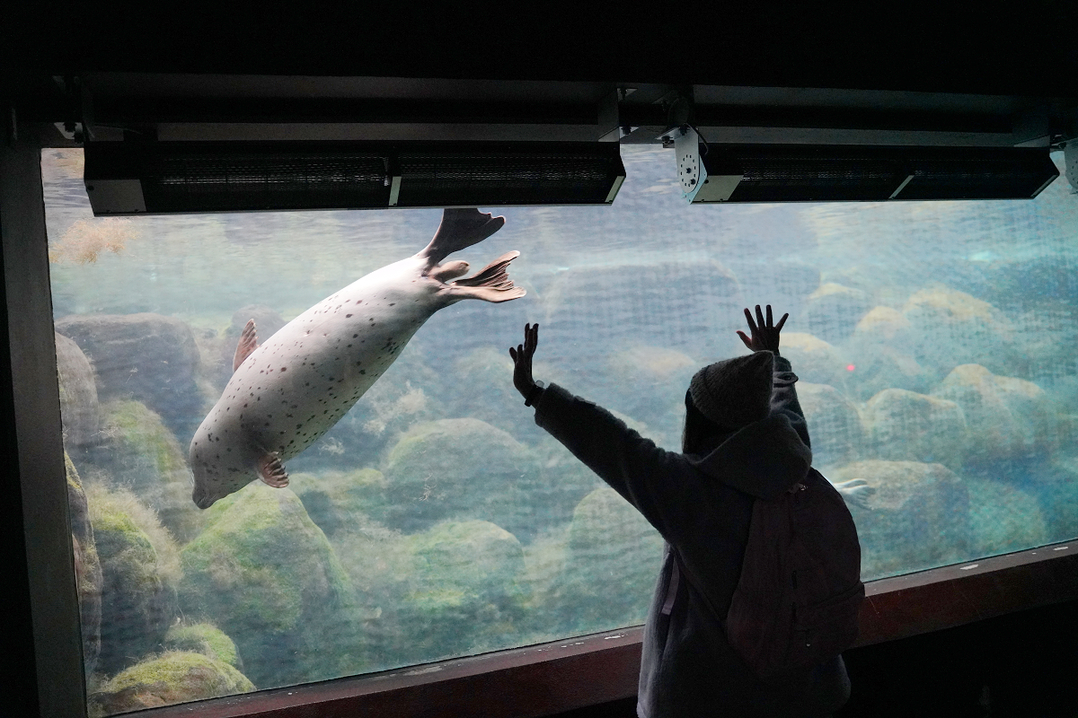 【箱根園水族館】箱根室內景點推薦 日本海拔最高水族館 亞洲小爪水獺握手/貝加爾海豹/可愛企鵝 - 第22張圖 【箱根園水族館】箱根室內景點推薦 日本海拔最高水族館 亞洲小爪水獺握手/貝加爾海豹/可愛企鵝