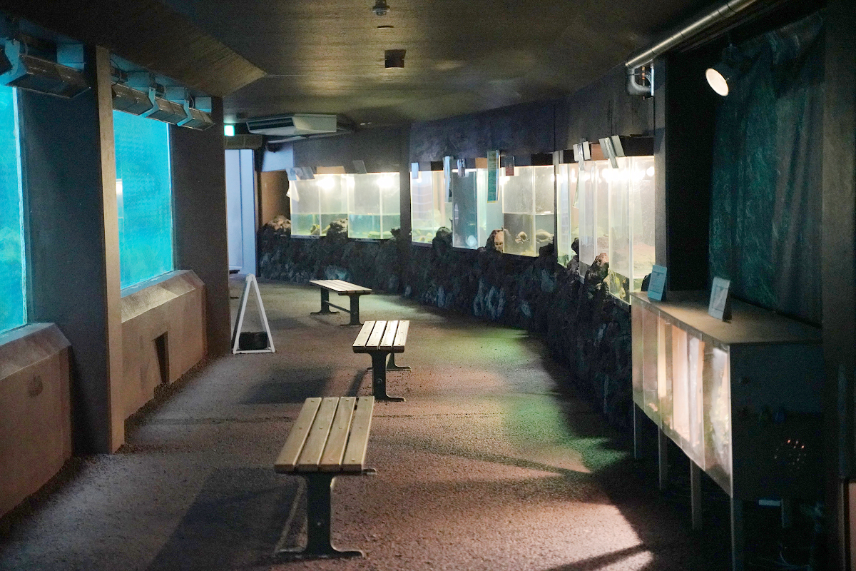 【箱根園水族館】箱根室內景點推薦 日本海拔最高水族館 亞洲小爪水獺握手/貝加爾海豹/可愛企鵝 - 第23張圖 【箱根園水族館】箱根室內景點推薦 日本海拔最高水族館 亞洲小爪水獺握手/貝加爾海豹/可愛企鵝