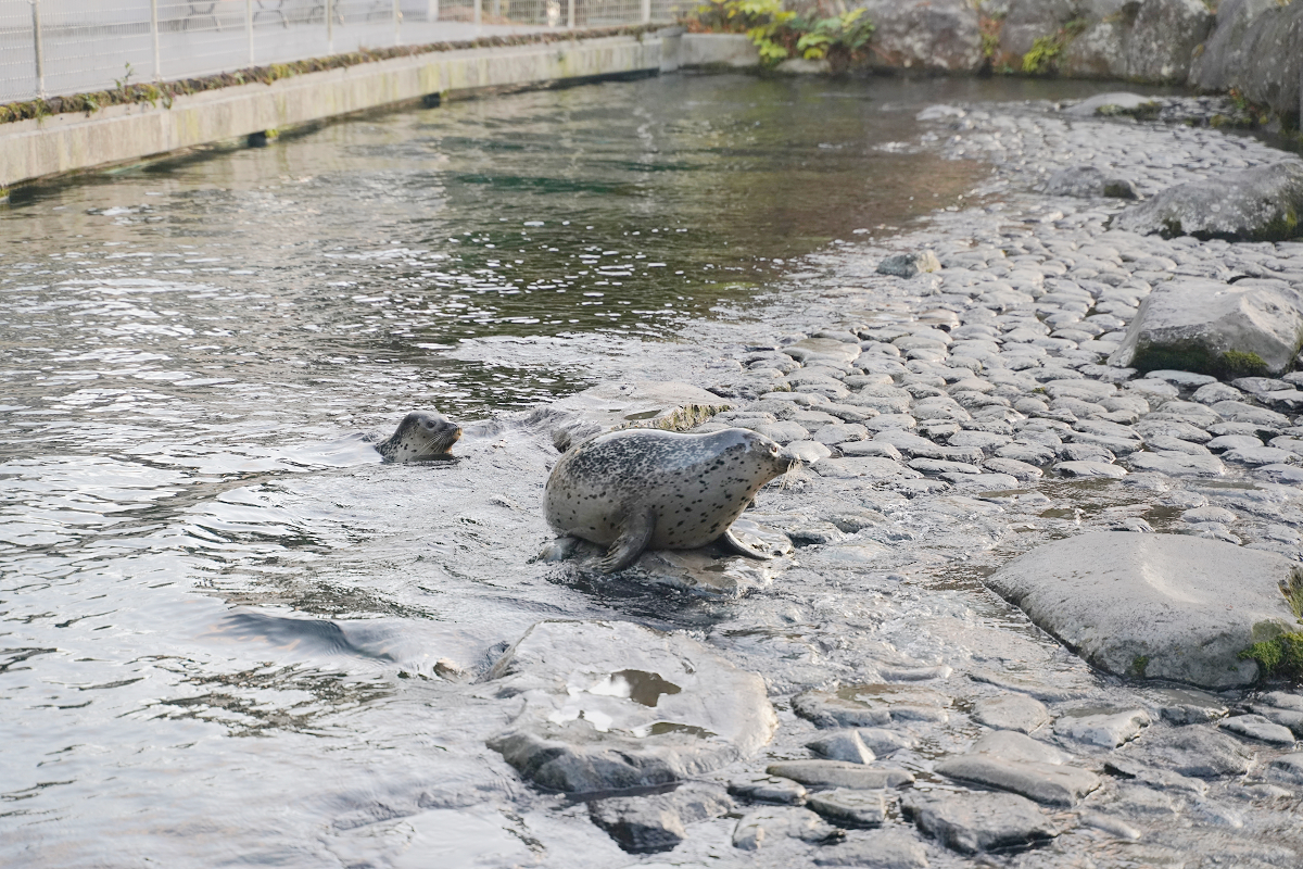 【箱根園水族館】箱根室內景點推薦 日本海拔最高水族館 亞洲小爪水獺握手/貝加爾海豹/可愛企鵝 - 第24張圖 【箱根園水族館】箱根室內景點推薦 日本海拔最高水族館 亞洲小爪水獺握手/貝加爾海豹/可愛企鵝