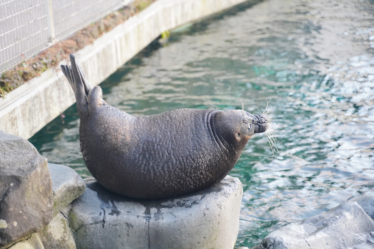 【箱根園水族館】箱根室內景點推薦 日本海拔最高水族館 亞洲小爪水獺握手/貝加爾海豹/可愛企鵝 - 第25張圖 【箱根園水族館】箱根室內景點推薦 日本海拔最高水族館 亞洲小爪水獺握手/貝加爾海豹/可愛企鵝