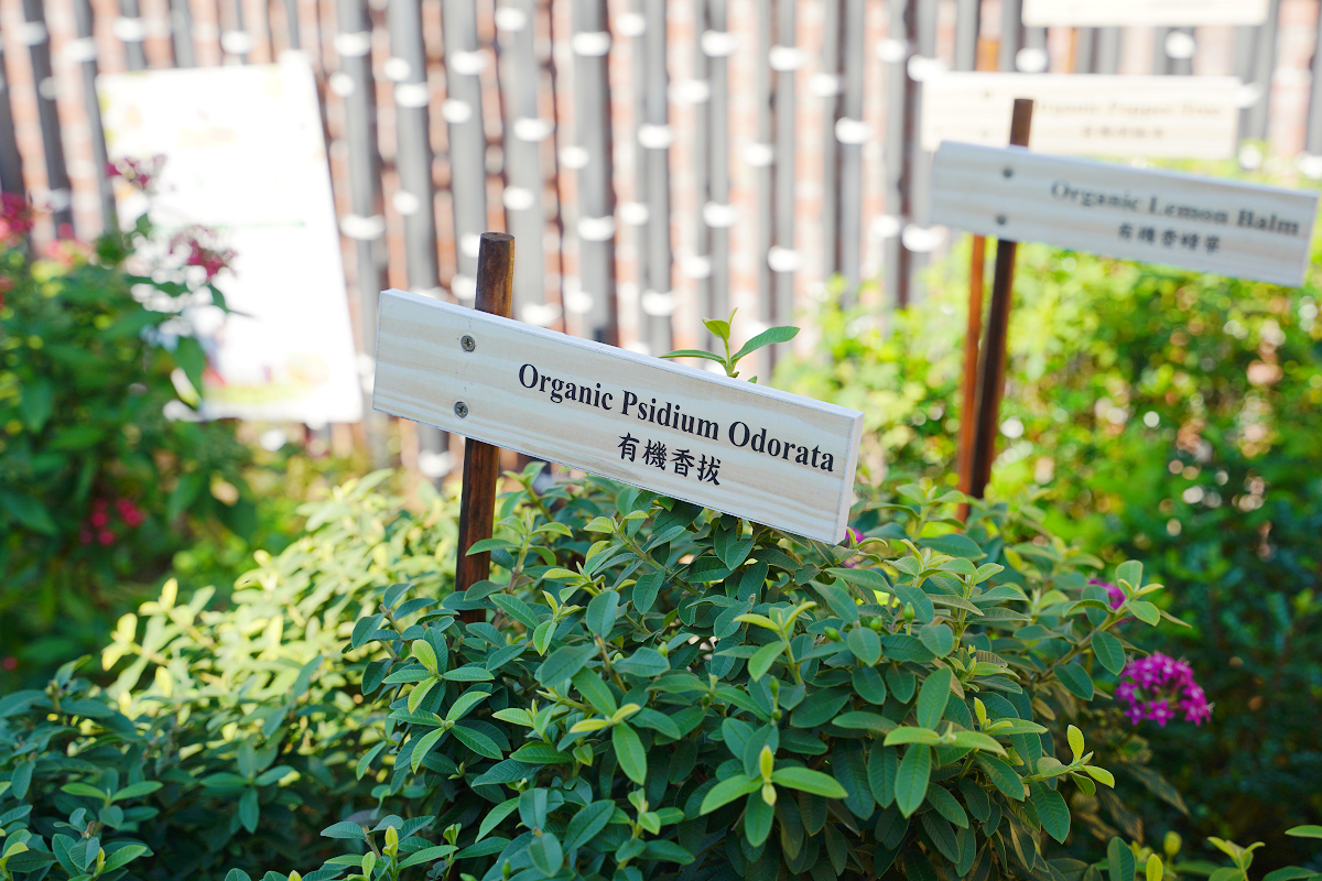 【食寓蕃薯藤自然派早午餐二訪】中壢早午餐吃到飽每人280元起 1930年代日式宿舍食農故事館